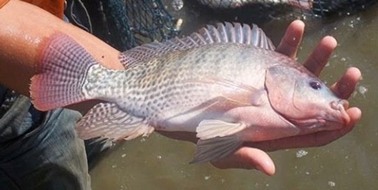 صدور مجوز برای تکثیر ماهی تیلاپیا غیرقانونی است+ تصویرنامه