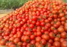 محصولات کشاورزی در بورس بالاترین رکورد فروش را از آن خود کرد