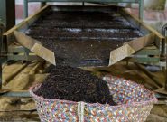 ۱۴۰۰ تن چای خشک در سیاهکل تولید شد