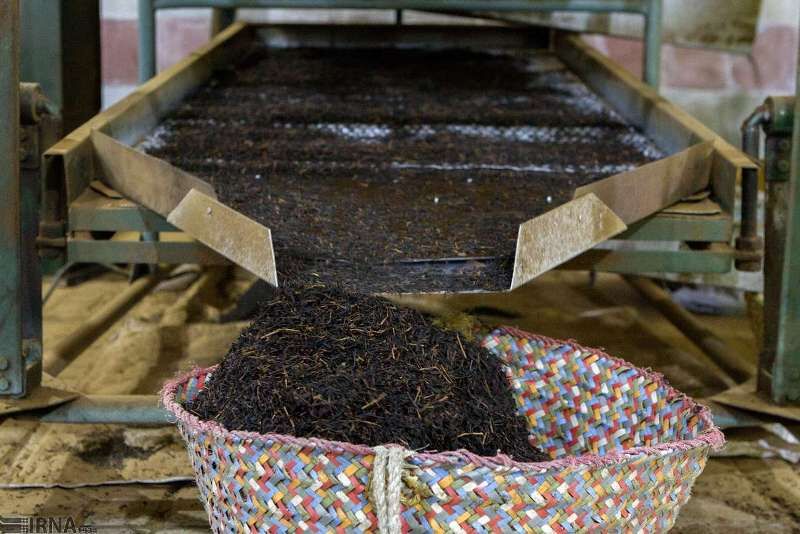 ۱۴۰۰ تن چای خشک در سیاهکل تولید شد