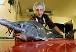 تولید ۸۵ تن گوشت ماهیان خاویاری در آستانه اشرفیه