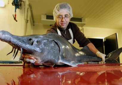 تولید ۸۵ تن گوشت ماهیان خاویاری در آستانه اشرفیه