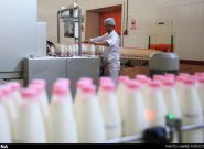 آفلاتوکسینِ شیر در آمریکا ۵ برابرِ استانداردهای ایران است