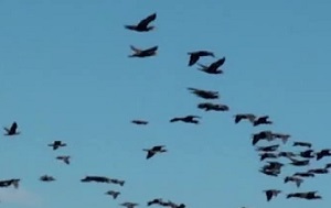پرندگان مهاجر در تالاب اصلاندوز