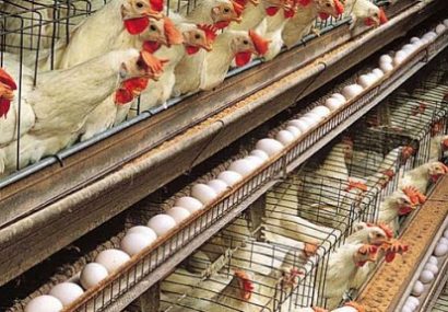 رییس کمیسیون کشاورزی مجلس: دولت اگر اجازه بدهد قیمت مرغ کاهش پیدا می‌کند
