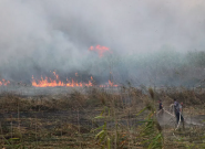 فیلم | آتش سوزی در تالاب انزلی