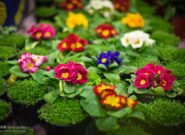 جشنواره‌ی گل و گیاه رشت در حال برگزاری است