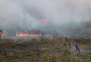 فیلم | آتش سوزی در تالاب انزلی